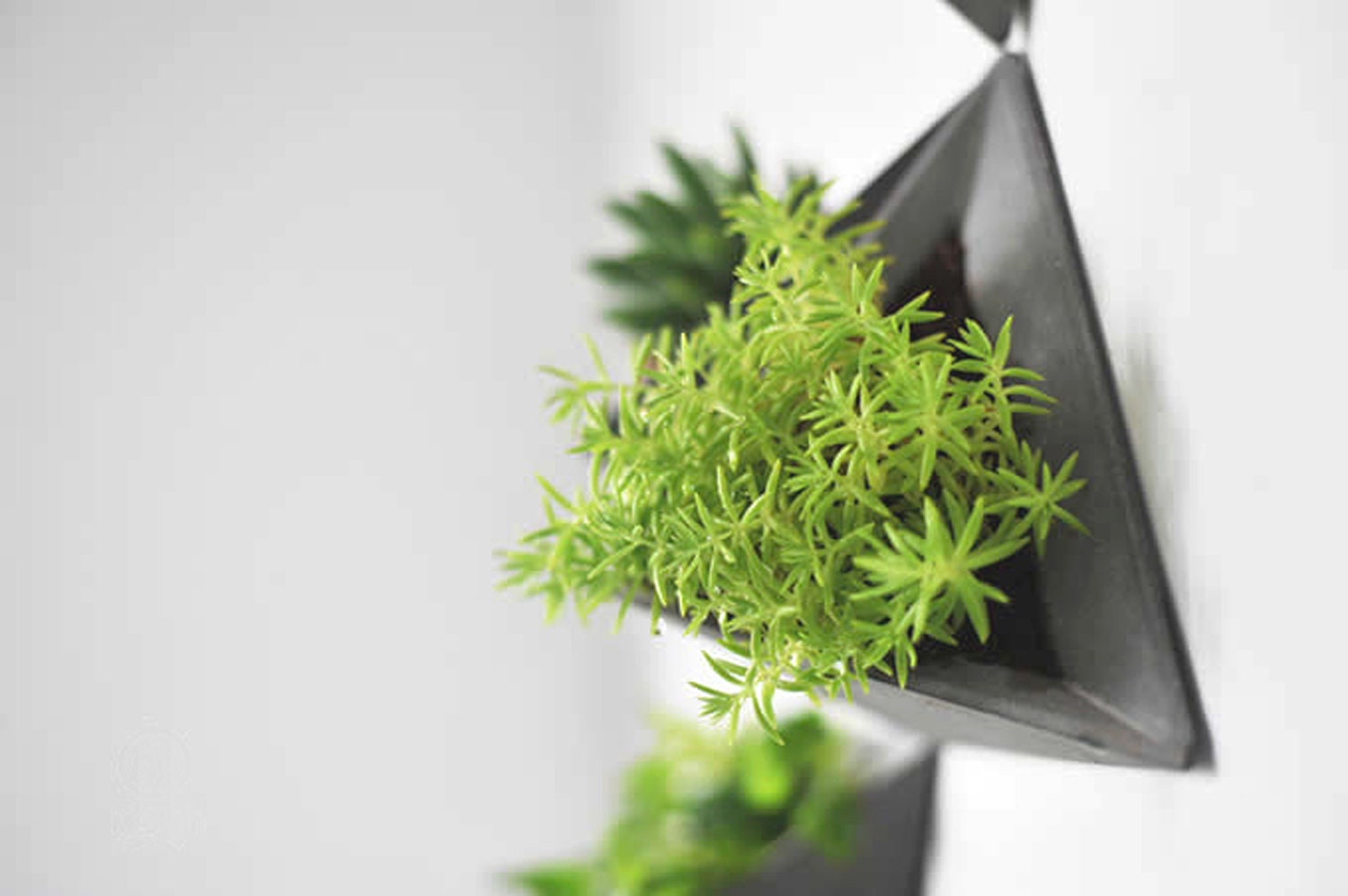 triangle succulent planter Triangular Concrete Wall Plant Pot – MMEP